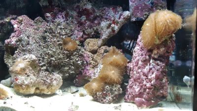 Лот: 15178172. Фото: 1. Помпа течения. Aquael reef 2600. Оборудование