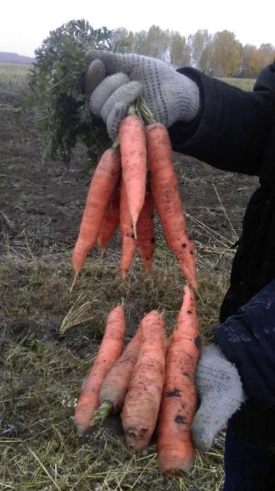 Лот: 8292586. Фото: 1. Продам Морковь. Овощи, фрукты, зелень