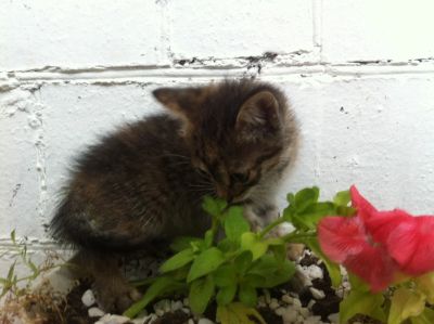 Лот: 7917442. Фото: 1. Котенок трехцветный. Кошки, котята