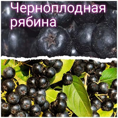 Лот: 24920422. Фото: 1. Черноплодная рябина ягода. Ягоды, орехи