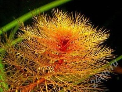 Лот: 437132. Фото: 1. Перистолистник красный. (Myriophyllum... Водные растения