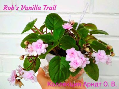 Лот: 11652800. Фото: 1. Фиалка трейлер Rob's vanilla trail... Горшечные растения и комнатные цветы