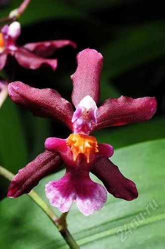 Лот: 944687. Фото: 1. Орхидея Wilsonara fortissimo. Горшечные растения и комнатные цветы