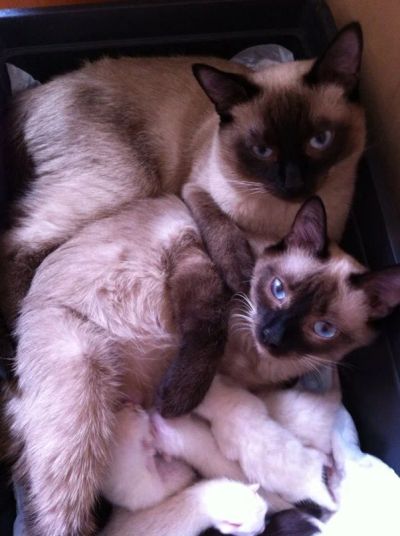 Лот: 4010391. Фото: 1. Тайские котята. Кошки, котята