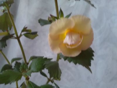 Лот: 14031404. Фото: 1. Ахименес Vellow English Rose. Горшечные растения и комнатные цветы