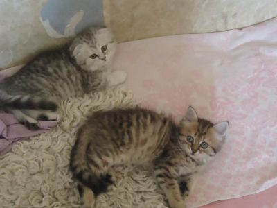 Лот: 4248088. Фото: 1. Шикарные котята!. Кошки, котята