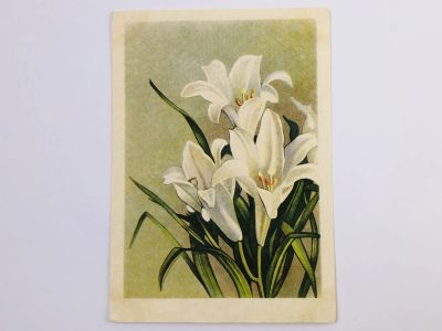 Лот: 23296575. Фото: 1. Лилия белая. Открытка. 1955. Открытки, конверты
