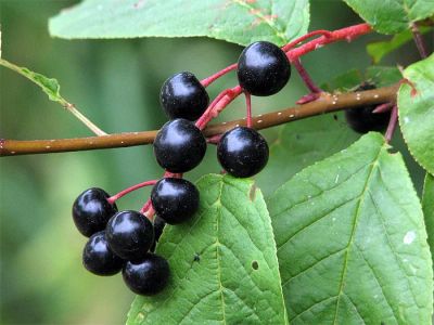 Лот: 5258870. Фото: 1. Черемуха (Prunus padus L.) плоды. Другое (красота и здоровье)