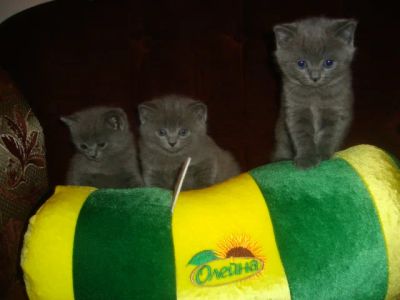 Лот: 6806221. Фото: 1. Британские котята. Кошки, котята