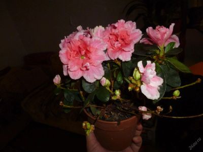 Лот: 4627979. Фото: 1. Азалия. Горшечные растения и комнатные цветы