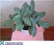 Лот: 101463. Фото: 1. Ктенанте пышный куст. Горшечные растения и комнатные цветы