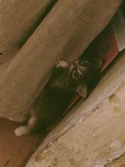 Лот: 4033541. Фото: 1. Котёнок даром в хорошие руки. Кошки, котята