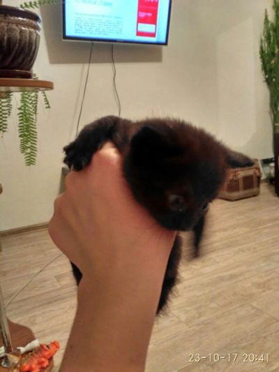 Лот: 10500491. Фото: 1. Котенок мальчуган 1 мес. ищет... Кошки, котята