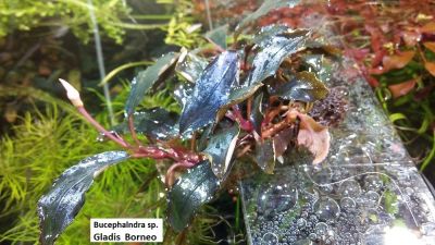 Лот: 10346000. Фото: 1. Bucephalandra sp. Gladis Borneo... Водные растения