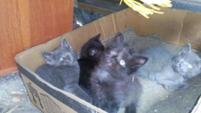 Лот: 7675596. Фото: 1. котята (британцы). отдам даром... Кошки, котята