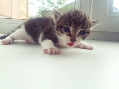 Лот: 7872885. Фото: 1. Котята, один месяц. Кошки, котята