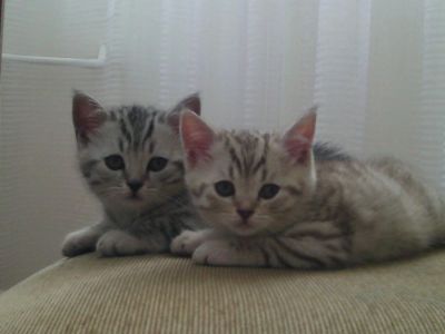 Лот: 7229370. Фото: 1. Шотландские котята. Кошки, котята
