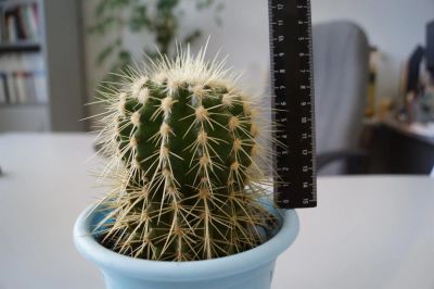 Лот: 3113823. Фото: 1. КАКТУСЫ - КОЛЛЕКЦИЯ - ECHINOCACTUS... Горшечные растения и комнатные цветы
