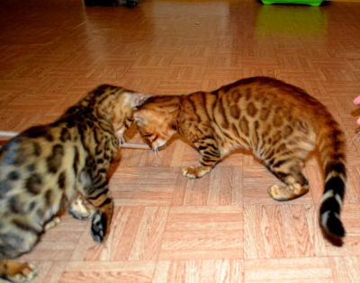 Лот: 6122276. Фото: 1. Бенгальские котята!!!. Кошки, котята