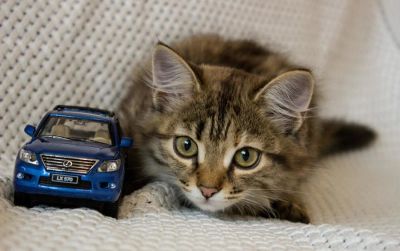Лот: 10335711. Фото: 1. Пушистый котёнок!. Кошки, котята