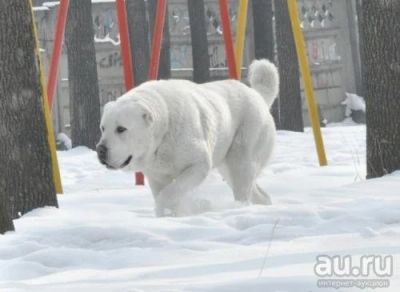 Лот: 8166132. Фото: 1. Девочка САО. Собаки, щенки