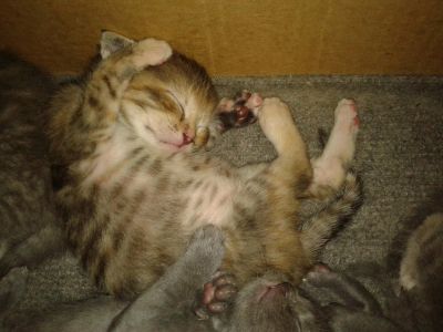 Лот: 7595493. Фото: 1. Продадим Британских Котят - характер... Кошки, котята