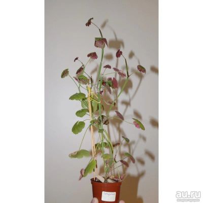 Лот: 17960509. Фото: 1. Суккулентная пеларгония p.tetragonum... Горшечные растения и комнатные цветы