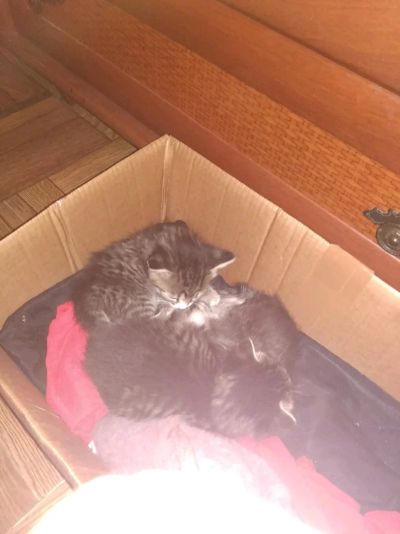 Лот: 12137663. Фото: 1. Котята. Кошки, котята