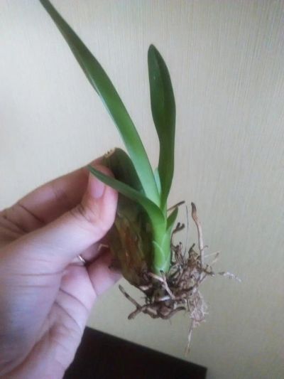 Лот: 8250424. Фото: 1. Орхидея Камбрия цвет сюрприз... Горшечные растения и комнатные цветы