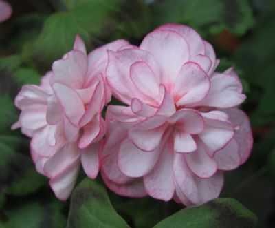 Лот: 16196090. Фото: 1. Пеларгония зональная Rager's Pink. Горшечные растения и комнатные цветы