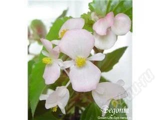 Лот: 35280. Фото: 1. Бегония. Горшечные растения и комнатные цветы