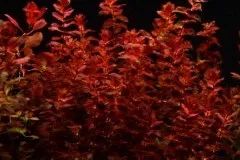 Лот: 21986723. Фото: 1. ✅Меристемное растение Rotala macrandra... Водные растения