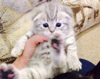 Лот: 6862100. Фото: 1. Кошечка. Кошки, котята