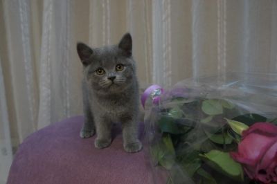Лот: 6775938. Фото: 1. Британский голубой котик. Кошки, котята
