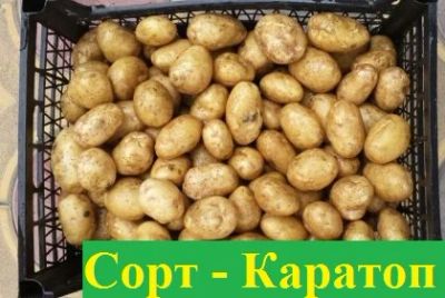 Лот: 6057232. Фото: 1. Оптом реализуем Картофель. Доставка... Картофель