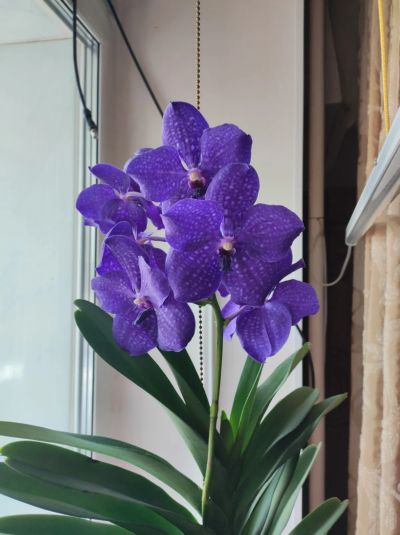 Лот: 25073724. Фото: 1. Орхидея ванда. Горшечные растения и комнатные цветы