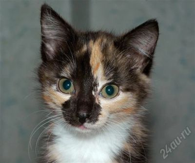 Лот: 695998. Фото: 1. Кошечка на счастье:). Остальные животные