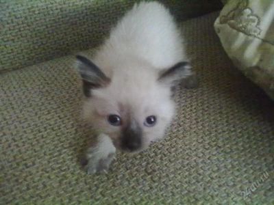 Лот: 1352735. Фото: 1. кошка. Кошки, котята