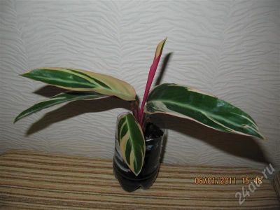 Лот: 703686. Фото: 1. строманта №2. Горшечные растения и комнатные цветы