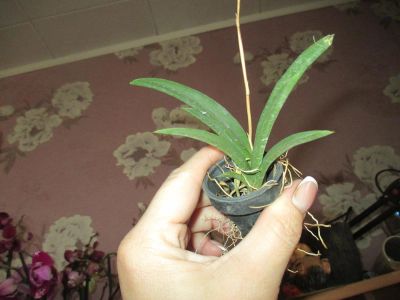 Лот: 9676089. Фото: 1. Орхидея толумнея. Горшечные растения и комнатные цветы