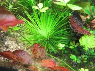 Лот: 1551851. Фото: 1. Eriocaulon "Big Japan",Eriocaulon... Водные растения
