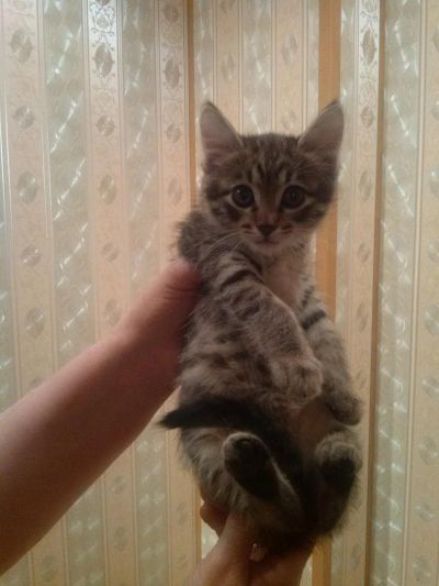 Лот: 7465330. Фото: 1. Отдам котёнка в хорошие руки. Кошки, котята