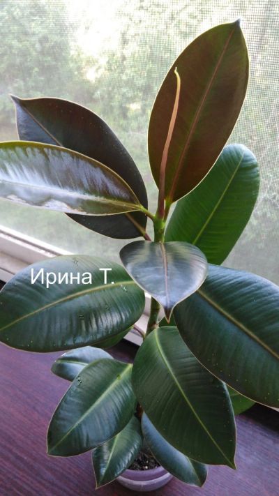 Лот: 13995911. Фото: 1. Фикус Мелани. Горшечные растения и комнатные цветы