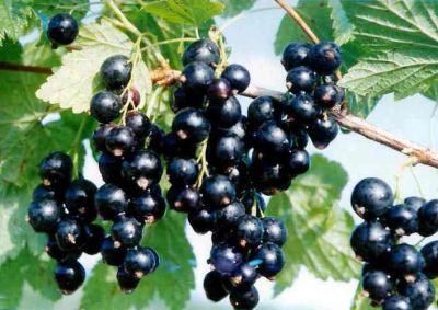 Лот: 7922603. Фото: 1. Ягода смородины черной и смородины... Ягоды, орехи