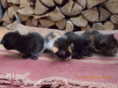 Лот: 5530210. Фото: 1. Котята - отдам в добрые руки. Кошки, котята