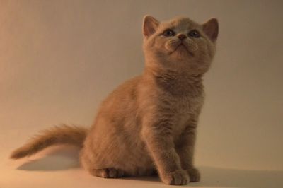 Лот: 4811291. Фото: 1. Британский котенок лиловый. Кошки, котята