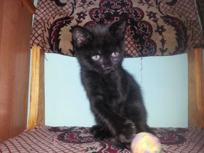 Лот: 4928277. Фото: 1. Отдам чёрного котёнка. Кошки, котята