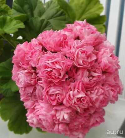 Лот: 13642791. Фото: 1. Пеларгония australien pink 1. Горшечные растения и комнатные цветы
