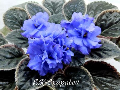 Лот: 8483233. Фото: 1. Фиалка сортовая ЕК-Скарабей(лист... Горшечные растения и комнатные цветы
