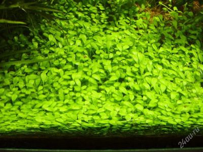 Лот: 1436812. Фото: 1. глоссостигма (glossostigma elatinoides... Водные растения